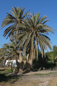 Canary Islands Date Palm