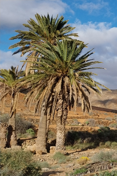 Canary Islands Date Palm