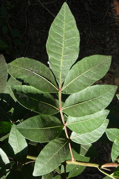 Brazilian Pepper Tree