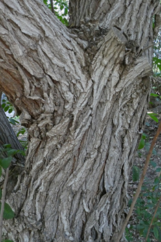 Brazilian Pepper Tree