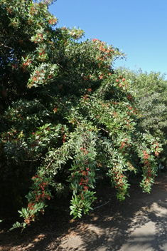 Brazilian Pepper Tree