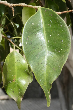 Weeping Fig