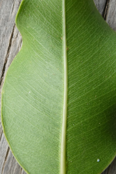 Weeping Fig