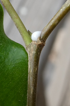 Weeping Fig