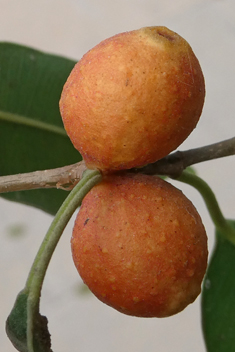 Weeping Fig