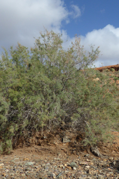 Canary Islands Tamarisk