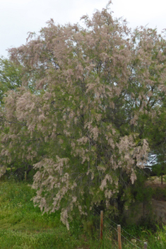 Canary Islands Tamarisk