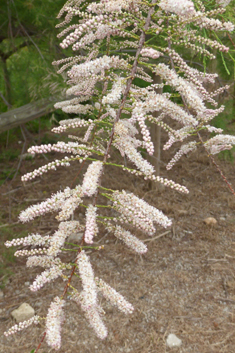 Canary Islands Tamarisk