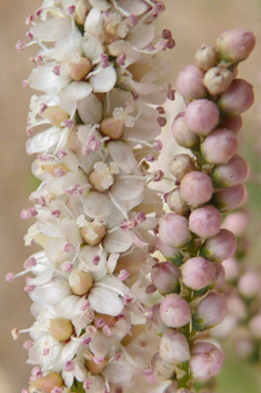 Canary Islands Tamarisk