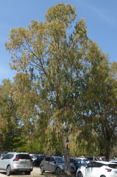 River Red Gum