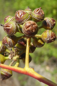 River Red Gum