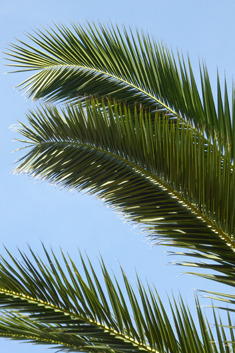 Canary Islands Date Palm