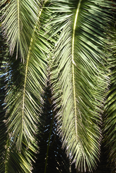 Canary Islands Date Palm
