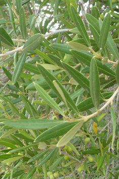 Common Olive