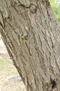 Peruvian Pepper Tree