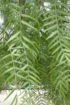 Peruvian Pepper Tree