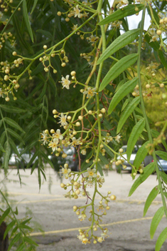 Peruvian Pepper Tree