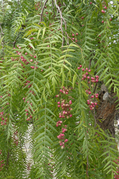 Peruvian Pepper Tree