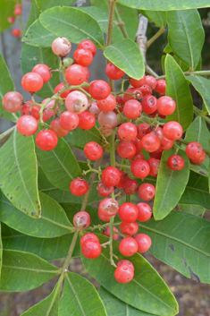 Brazilian Pepper Tree