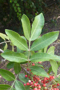 Brazilian Pepper Tree