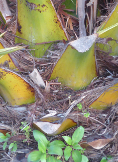 Canary Islands Date Palm