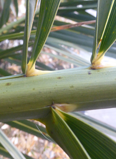 Canary Islands Date Palm