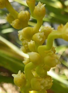 Canary Islands Date Palm