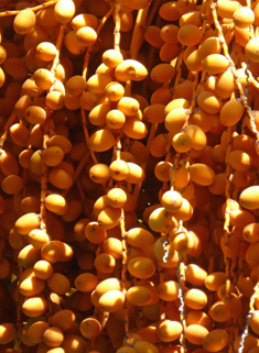 Canary Islands Date Palm