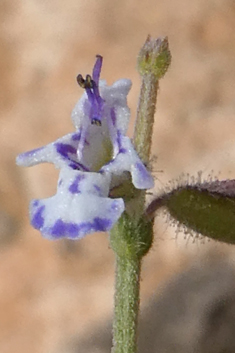 Egyptian Sage