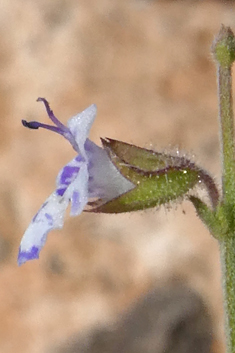 Egyptian Sage