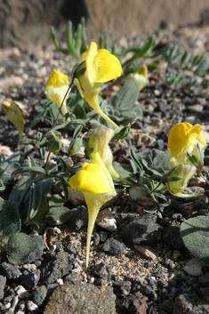 Nanorrhinum heterophyllum