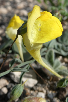 Nanorrhinum heterophyllum