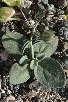 Nanorrhinum heterophyllum