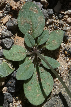 Nanorrhinum heterophyllum
