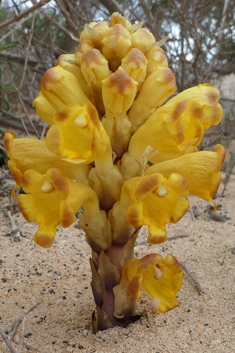 Yellow Desert Broomrape