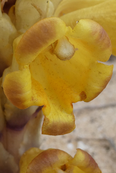 Yellow Desert Broomrape