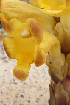 Yellow Desert Broomrape