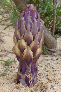 Yellow Desert Broomrape