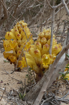 Yellow Desert Broomrape