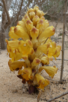 Yellow Desert Broomrape