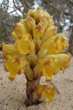 Yellow Desert Broomrape