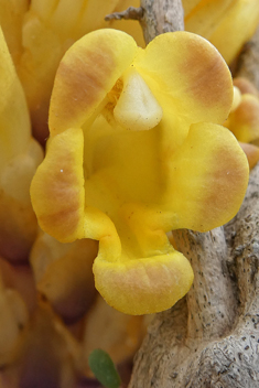 Yellow Desert Broomrape