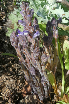 Violet Broomrape