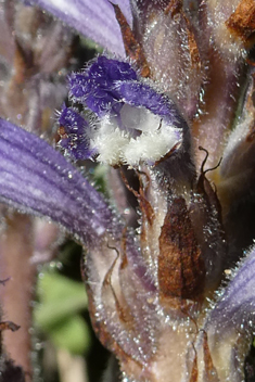 Violet Broomrape