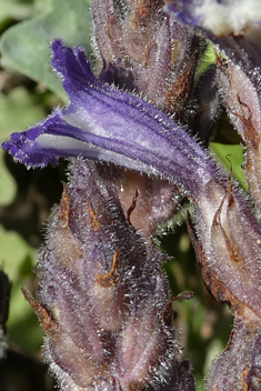 Violet Broomrape