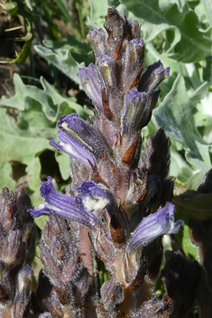 Violet Broomrape