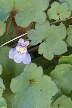 Ivy-leaved Toadflax