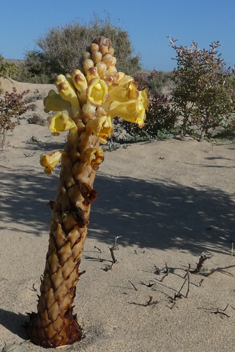 Yellow Desert Broomrape