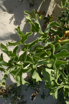 Astydamia latifolia