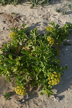 Astydamia latifolia